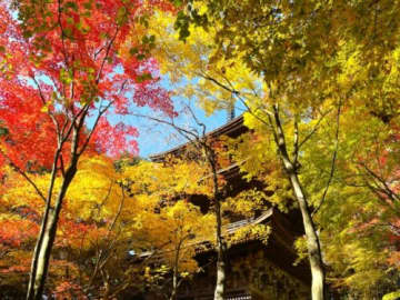 実は、もみじは滋賀県の “県木”！撮る滋賀（しか）ない【もみじフォトコンテスト】12月7日まで開催中！