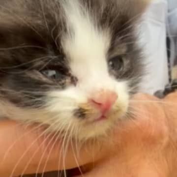 ほとんど反応がなかった『衰弱しきった子猫』→３日が経過すると…涙が止まらない『見違える変化』に「よく頑張った」「本当にありがとう」