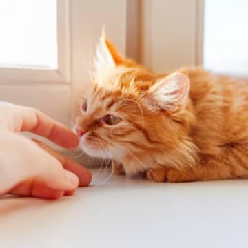 猫の命を奪いかねない『危険なハーブ』5選　嗅ぐだけで体調を崩してしまうものも