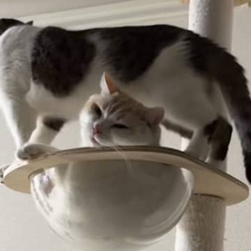 キャットタワーでくつろいでいた兄猫→弟猫も入ろうとして…『まさかの悲劇』が41万再生「めっちゃ心配してるｗ」「やべって顔してるｗ」