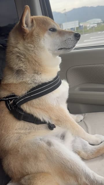 病院帰りの柴犬が「飼い主を無視」で話題に！ プイッとそっぽを向く姿に「これはガチギレ」と共感の声