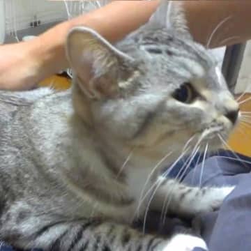 ヒザの上が大好きな子猫→何度降ろしても…予想をはるかに超える『尊い光景』が33万再生「飼い主さんを母猫だと思ってる」「愛くるしい」