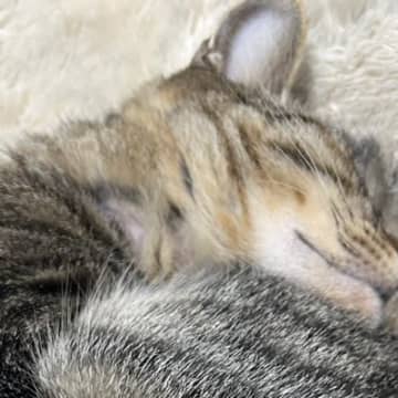 『眠っている猫ちゃん』を見たら…あまりにも完璧すぎる『形』に８万いいねの大反響「見たことがないレベル」「見事な保存状況ｗ」
