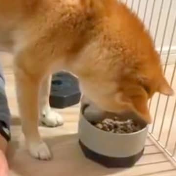 『犬がご飯を食べている』と思ったら…クセが強すぎる『衝撃的な食事風景』に2万いいね集まる「黒い犬かとｗ」「至福の時間だと思ったらｗ」