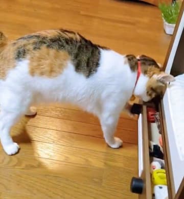 上手に引き出しを開けて好きなおもちゃを選ぶ猫　「遊びたいんだ！」が伝わる姿にほっこり