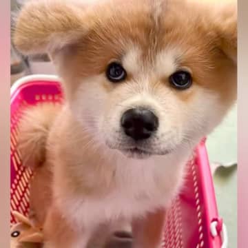 買い物カゴに入るほど小さな『赤ちゃん秋田犬』→約1年後…成長を感じる『尊いビフォーアフター』に反響「大事なカゴ入り娘」「無垢な顔してる」