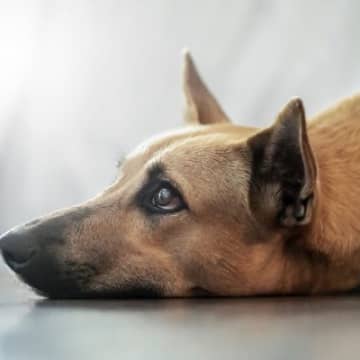 『寿命が短い犬』の共通点５選　不適切な飼育方法や長生きさせるためのポイントまで