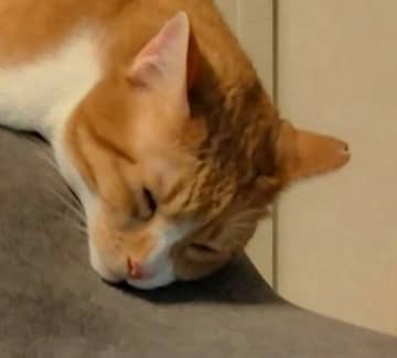 ソファの背もたれで“とろける猫”が可愛すぎ！　自由な寝相と熟睡っぷりが癒しの光景に