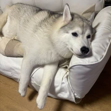 迎え入れ初日に悲しげな遠吠えをしていたハスキー犬→10才現在、家族のソファでくつろぐ姿にほっこり