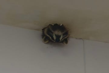 天井から「ふわふわの頭」がひょっこり―浙江省嘉興市