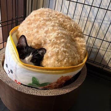 車のボンネットから保護された子猫→生後6カ月のクッションの使い方が“あるある”でかわいい