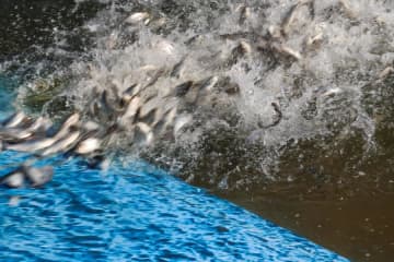 中国福建省武夷山の河川で稚魚放流