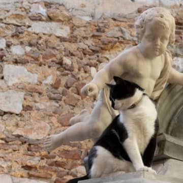 博物館のマスコット猫は、寄付や各種事業にも大活躍　世界中にファンをもつ人気者 英国