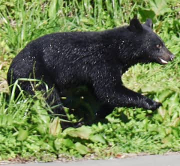 相次ぐクマ被害と緊急銃猟…法はどこまで整備されたのか【「表と裏」の法律知識】