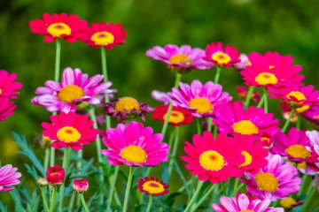 冬でも華やか！寒さに強い「キク科の花」7選と簡単育て方のコツ