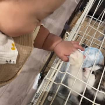 子猫がいるケージに赤ちゃんが手を伸ばすと…尊さ限界突破の『可愛すぎるやり取り』が35万再生「平和だなぁｗ」「赤さん同士の会話ｗ」