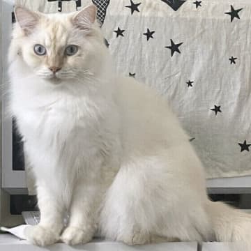 「冬毛が生えてきたから？」冬になると猫が太る理由を獣医師に聞いてみた