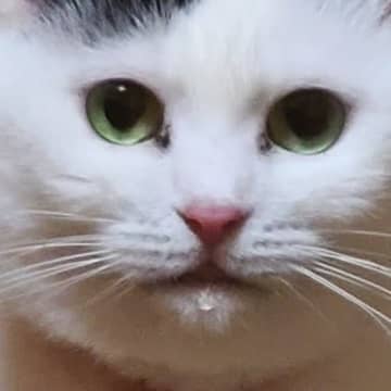 ねこの冬毛が"ピーク"を迎えた結果…あまりにも強そうな『驚きの肩幅』が107万表示「相当鍛えてるね」「横綱感ある」と大反響