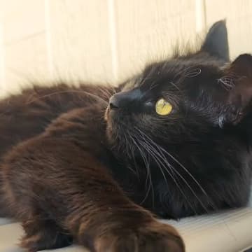 パパとママが用意した中庭で、４匹の猫を遊ばせた結果→とんでもなく『素敵な光景』が13万再生「みんな嬉しそう」「自然に笑みがあふれる」