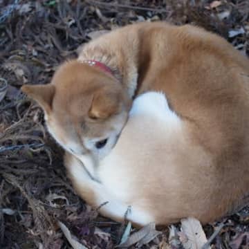 犬が寒いと感じているときの『寝方』５選　今すぐ実践できる安眠のための防寒対策とは？