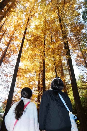 川崎市の生田緑地で紅葉見頃　メタセコイアとイロハモミジのコラボ堪能、12月上旬まで楽しめそう