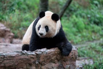 パンダのシンシン、ほっと一息　中国四川省