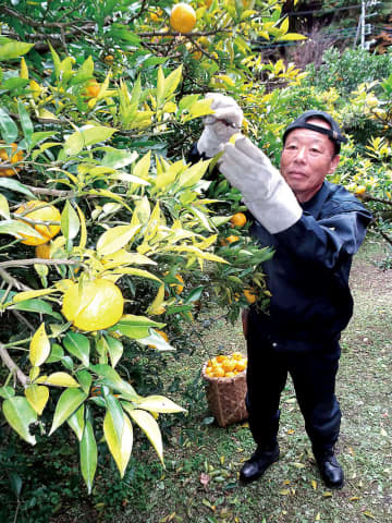 爽やかな初冬の香り、ほのかに…ブランドユズ「桂木ゆず」が収穫期　秋が短かく色づき遅れるも品質は例年並み　埼玉・毛呂山の特産、関東を中心に出荷　収穫は12月下旬ごろまで