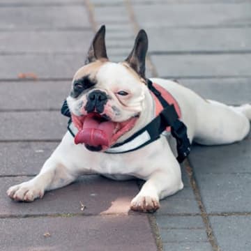 犬が『舌を出しっぱなし』にする理由6つ　病気のリスクから対処法まで解説