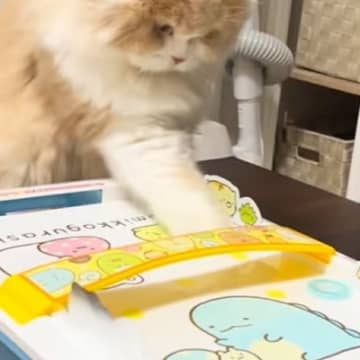 ネコと子どもが『エアホッケー』で対戦した結果…まさかの『尊すぎる光景』が26万再生「ルール理解してるのかわいい」「癒しをありがとう」