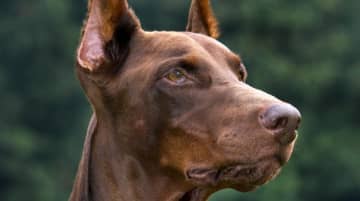 殺害予告も受けた日本人選手の同僚スター、600万円超で番犬ドーベルマン購入か