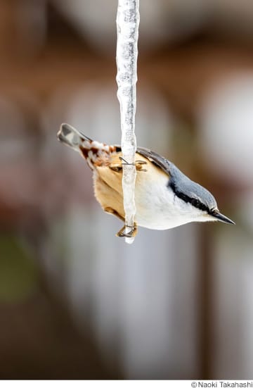 僧侶と二足のわらじ！ 異色の写真家が鳥や昆虫との静かな対話の記憶を切り取った 高橋直暉写真展「いのち 〜不語成友 語らず友となる〜」