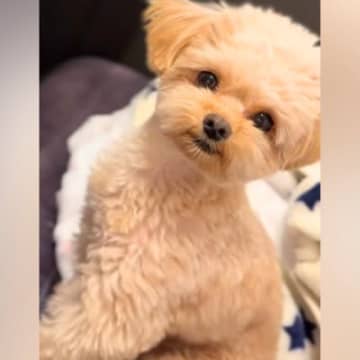 おやつの前でお座りする犬→『ほしいの？』と聞いたら…絶対にあげたくなる『まさかの反応』が33万再生「うんって言ってるｗ」「返事して賢い」