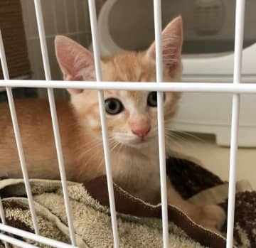 「早く安心して眠ってほしい」　不安そうだった保護子猫が3年後、甘えん坊な家族の一員に！