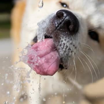 犬に絶対NGな『水』５選　万が一飲んでしまった場合の危険な症状や安全な飲み水の状態まで