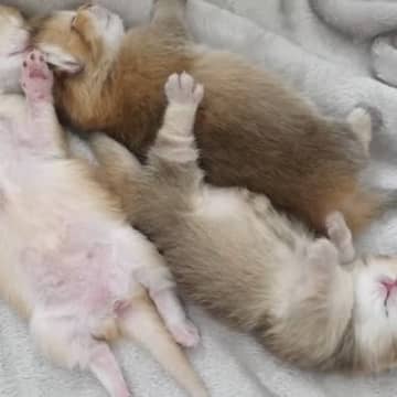 あまりにも無防備な姿でお昼寝する赤ちゃん猫たち…思わず癒される『尊い光景』に「ありがたいものを見た気分」「ニヤニヤした」と反響