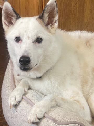 ケージで震えていた元保護犬子犬→おもちゃが大好き、素直なコに成長！甘える姿に癒される