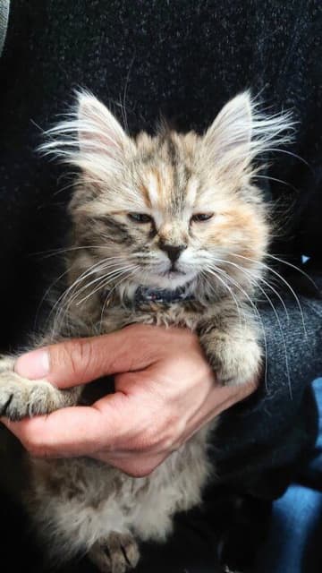 愛らしい「虚無の表情」で爪を切られていた生後4カ月の子猫→2年後、「脱力の表情」でまったりする姿も可愛い！