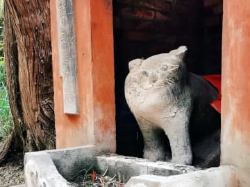 四川省の山奥にある奇妙な廟、祭られているのは神仏ではなく猫と犬？―中国