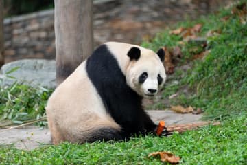 パンダのタイシャン、片手にニンジン　中国四川省