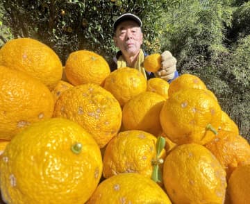 高い糖度、ミカンみたいにパクッ　相模原・旧藤野町地域「ユズ」収穫が最盛期　ぽん酢、こしょうなど加工品も製造