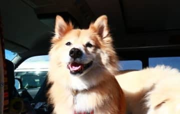 いざ決行！　犬と車中泊の旅（四国・九州編）【穴澤賢の犬のはなし】