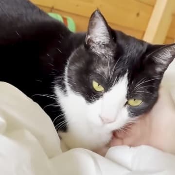 布団に乾燥機をかけていたら、ネコが…寒い朝に見せた『まるでコントのような光景』に反響「交渉するお母さんがｗ」「猫は布団で丸くなる…」