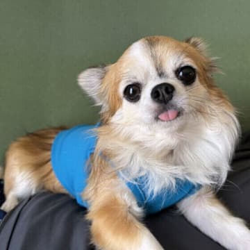 犬が冬を快適に過ごすための室内環境とは？　愛犬の冬の過ごし方で気をつけるポイント