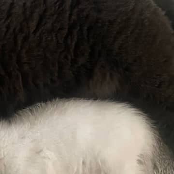 ピッタリとくっついて眠る2匹の猫→上から見ると…まるで『お寿司』のような可愛すぎる見た目に２万いいね「ネタが大きすぎる」「ナマコ？ｗ」