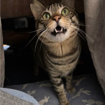 猫がこたつを好きな理由って？注意点もあわせて獣医師が解説