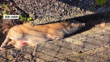 溝にはまった「うり坊」の救出劇「大丈夫！がんばれ！」と男性がイノシシを励まし続けたワケ「恐怖や不安が目に見えた」宮城・大崎市