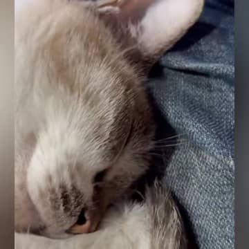 ソファでくつろいでいたら、膝の上でネコが…思わず笑みがこぼれる『尊い瞬間』に２万いいね「ボリュームあげた」「羨ましいけど緊急事態ｗ」