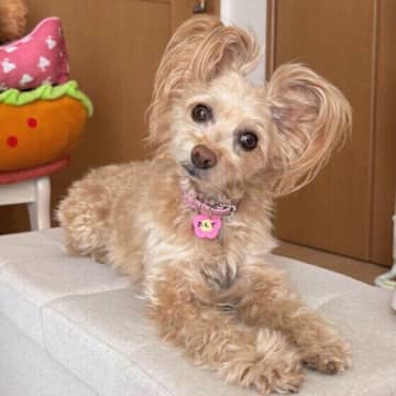 犬が首をかしげて見つめる理由は　犬のしぐさと行動の意味を解説