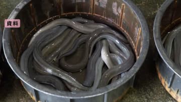 ウナギ国際取引規制案24日午後に議論始まる…ワシントン条約締約国会議で採択されれば輸出入は許可制に　日本は「絶滅恐れない」と働きかけ