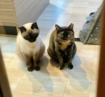 扉の前で並んで待つ2匹の元保護猫　帰宅した飼い主を見つめる姿が健気すぎる